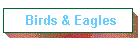 Birds & Eagles